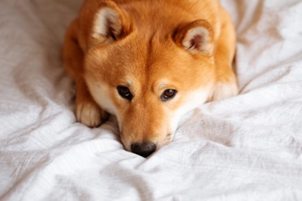 Могут ли запустить ETF на Shiba Inu