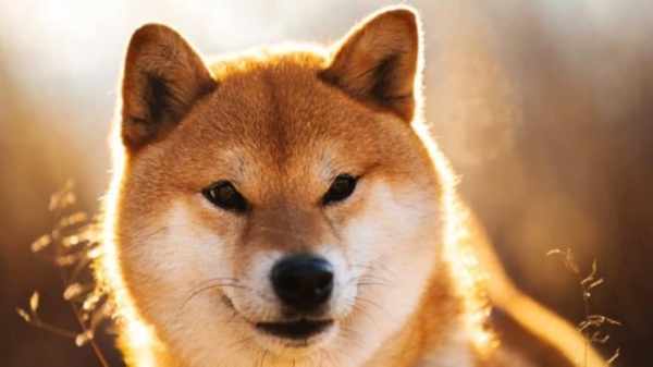 Команда  Shiba Inu представила бета-версию игры Shiba Eternity