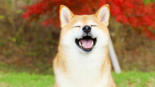 Разработчики Shiba Inu объявили о запуске ДАО