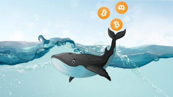 Киты накапливают биткоин на фоне рекордного давления продаж альткоинов Киты накапливают биткоин на фоне рекордного давления продаж альткоинов