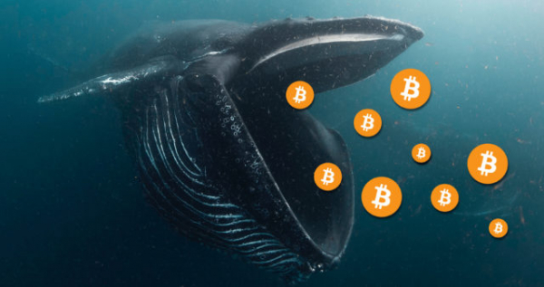 Киты купили 38 000 BTC: рост или усреднение?